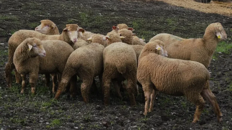 Balıkesir çiftçisine yüzde yüz hibeli damızlık desteği