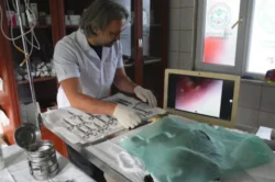 Giresun’da sokak hayvanlarına sağlık yatırımı