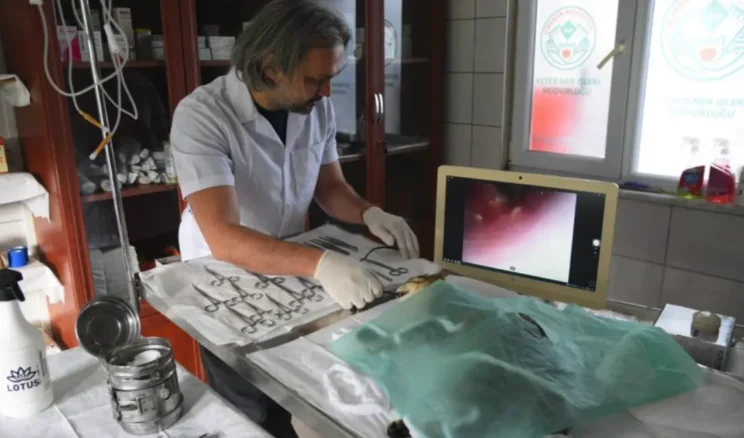 Giresun’da sokak hayvanlarına sağlık yatırımı