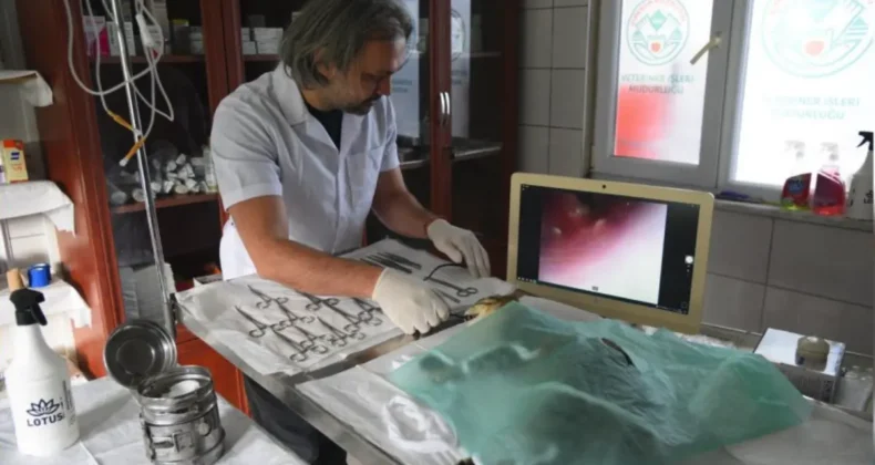 Giresun’da sokak hayvanlarına sağlık yatırımı