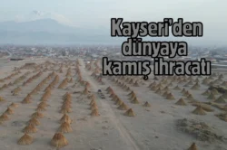 Sultan Sazlığı’nda yetişen kamışlar 3 ülkeye ihraç ediliyor