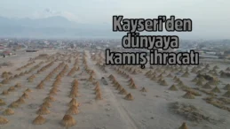 Sultan Sazlığı’nda yetişen kamışlar 3 ülkeye ihraç ediliyor