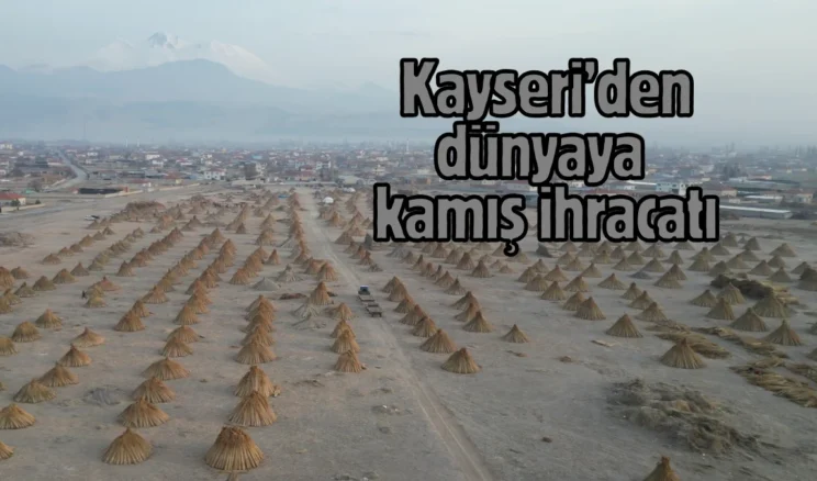 Sultan Sazlığı’nda yetişen kamışlar 3 ülkeye ihraç ediliyor