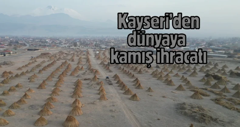 Sultan Sazlığı’nda yetişen kamışlar 3 ülkeye ihraç ediliyor