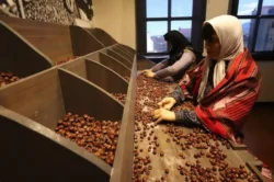 Ordu’da açılan Türkiye’nin ilk fındık müzesi 51 bini aşkın ziyaretçiyi ağırladı