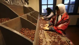 Ordu’da açılan Türkiye’nin ilk fındık müzesi 51 bini aşkın ziyaretçiyi ağırladı