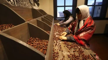 Ordu’da açılan Türkiye’nin ilk fındık müzesi 51 bini aşkın ziyaretçiyi ağırladı