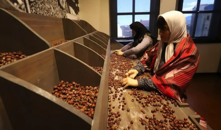 Ordu’da açılan Türkiye’nin ilk fındık müzesi 51 bini aşkın ziyaretçiyi ağırladı
