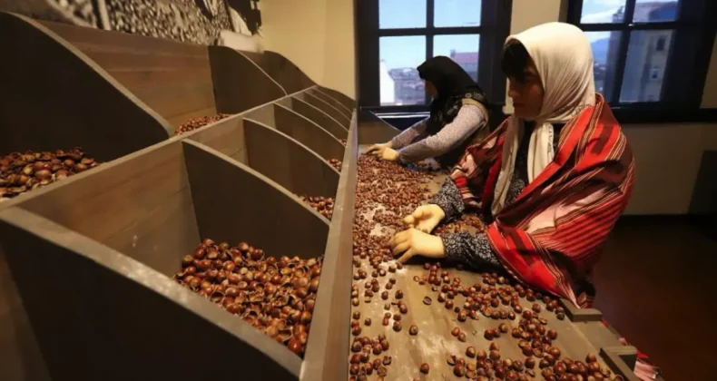 Ordu’da açılan Türkiye’nin ilk fındık müzesi 51 bini aşkın ziyaretçiyi ağırladı