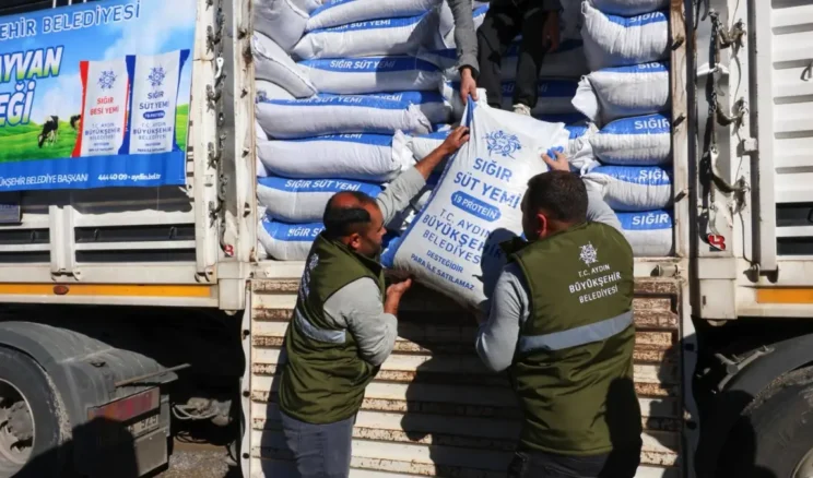 Aydın’da üreticilere yem hibesi desteği sürüyor