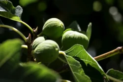 Balıkesir Büyükşehir’den üreticilere incir fidanı desteği