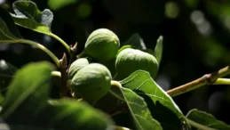 Balıkesir Büyükşehir’den üreticilere incir fidanı desteği