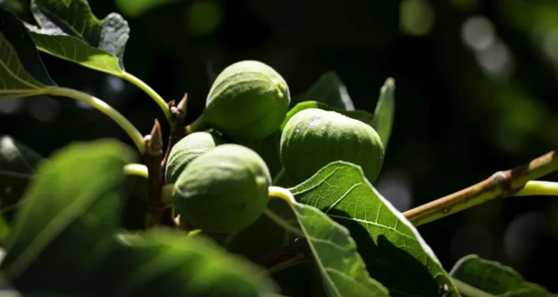 Balıkesir Büyükşehir’den üreticilere incir fidanı desteği