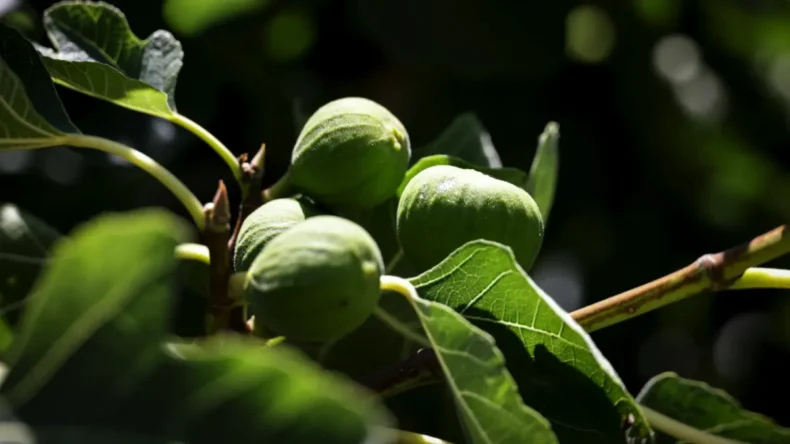 Balıkesir Büyükşehir’den üreticilere incir fidanı desteği