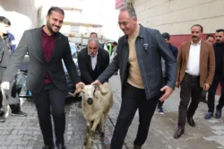 Şanlıurfa Eyyübiye’de yetim ailelere kurbanlık desteği