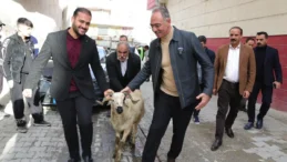 Şanlıurfa Eyyübiye’de yetim ailelere kurbanlık desteği