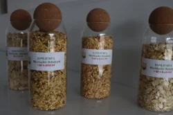 Şanlıurfa’da ata tohumları çiftçilerle buluşuyor