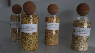 Şanlıurfa’da ata tohumları çiftçilerle buluşuyor