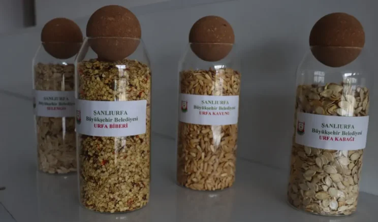 Şanlıurfa’da ata tohumları çiftçilerle buluşuyor