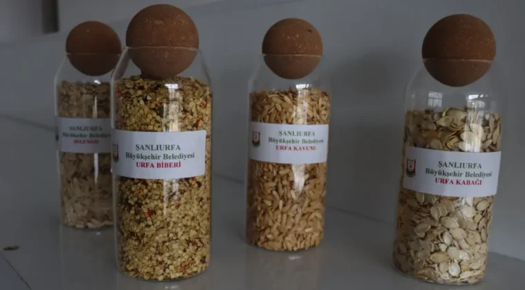 Şanlıurfa’da ata tohumları çiftçilerle buluşuyor