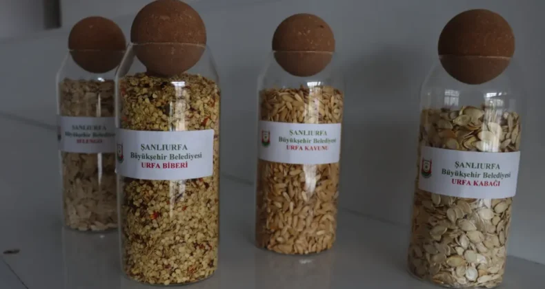 Şanlıurfa’da ata tohumları çiftçilerle buluşuyor