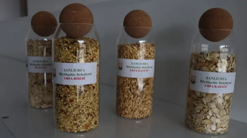 Şanlıurfa’da ata tohumları çiftçilerle buluşuyor