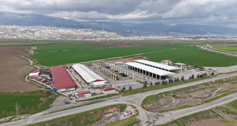 Kahramanmaraş’a 50 milyon liralık kesimhane inşa ediliyor