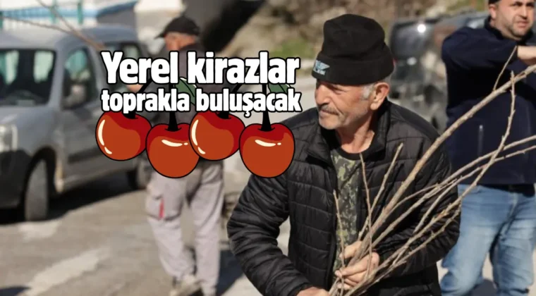 Kütahya’da tarıma uygun mahallelere yerel kiraz fidanı dağıtıldı