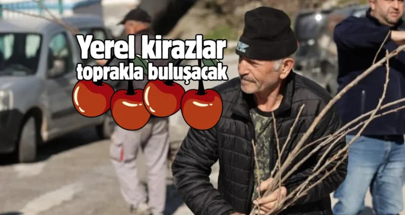 Kütahya’da tarıma uygun mahallelere yerel kiraz fidanı dağıtıldı