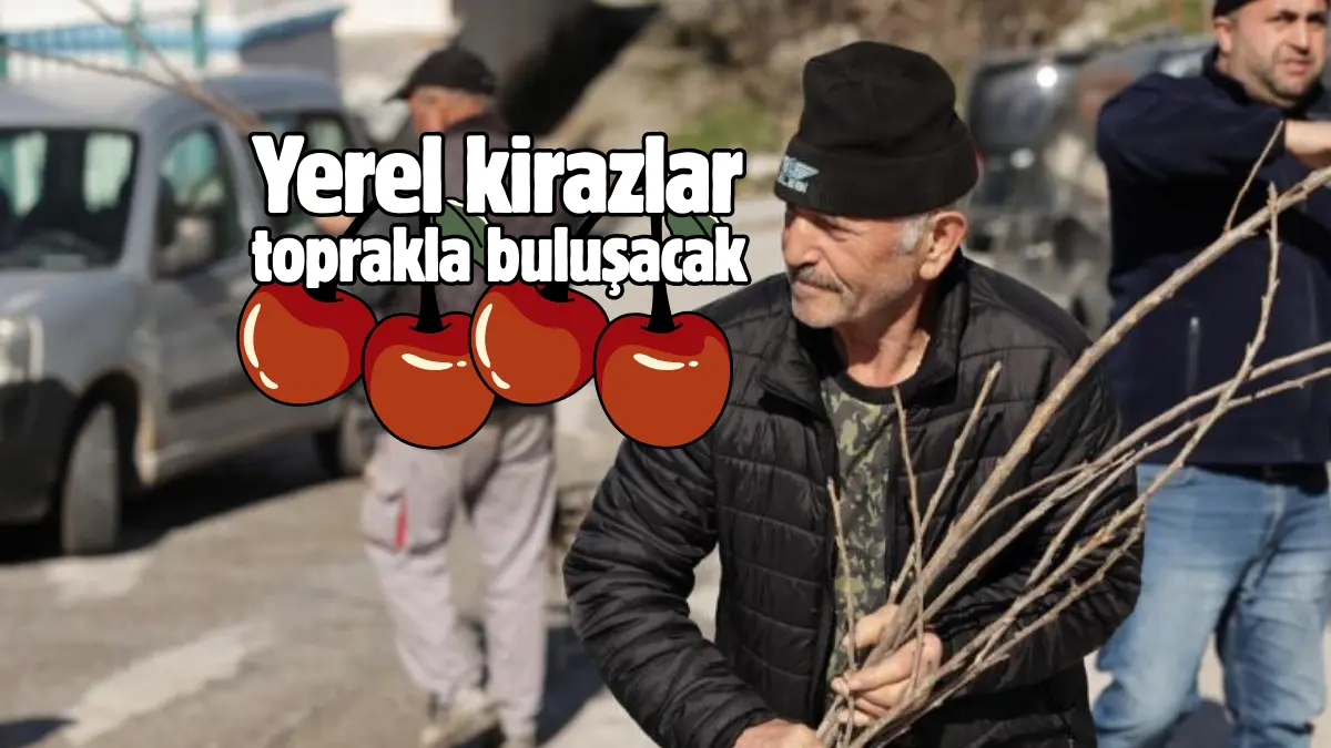 Kütahya ile özdeşleşmiş yerel kiraz kaybolmaya yüz tuttu. Tarımsal üretimi