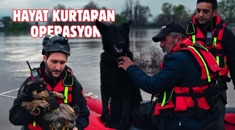 Su taşkınında mahsur kalan Cesur ve Zeytin kurtarıldı