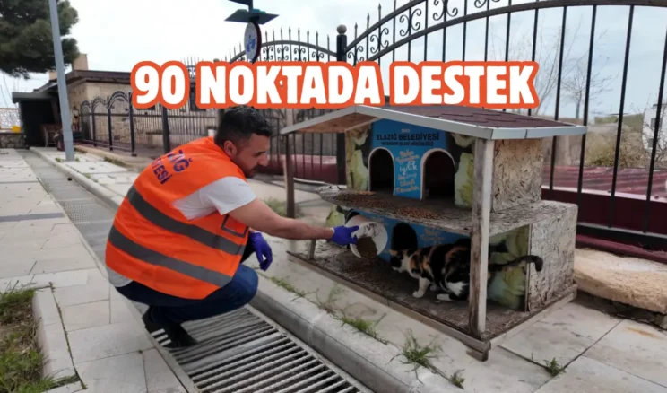 Elazığ’da sokak hayvanlarına mama ve su desteği