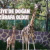 Gaziantep’te yavru zürafa sevinci: İsmi anketle belli olacak
