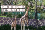 Gaziantep’te yavru zürafa sevinci: İsmi anketle belli olacak