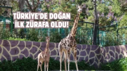 Gaziantep’te yavru zürafa sevinci: İsmi anketle belli olacak