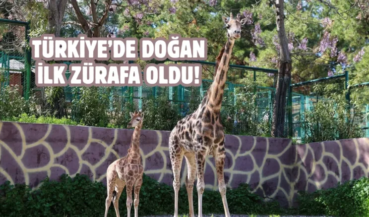 Gaziantep’te yavru zürafa sevinci: İsmi anketle belli olacak