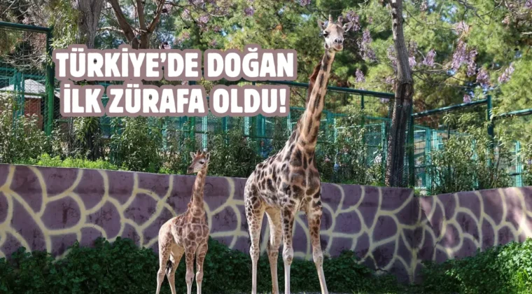 Gaziantep’te yavru zürafa sevinci: İsmi anketle belli olacak