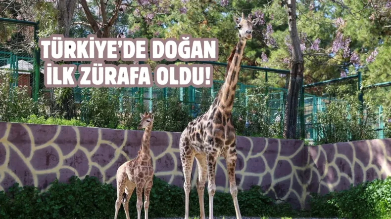 Gaziantep’te yavru zürafa sevinci: İsmi anketle belli olacak
