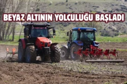Kızılcahamam’da tarımsal uyanış: Çeltiğin ikinci yılı