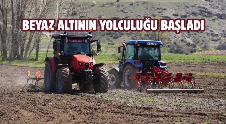 Kızılcahamam’da tarımsal uyanış: Çeltiğin ikinci yılı