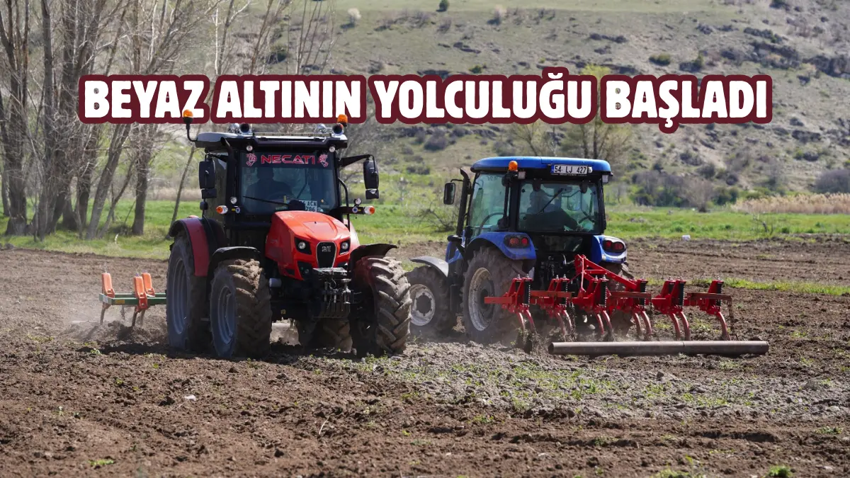 Ankara’nın Kızılcahamam ilçesinde,  40 yıl aradan sonra tekrar ekilen Çeltikçi