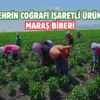 Kahramanmaraş’ta üreticiye ücretsiz biber fidesi desteği