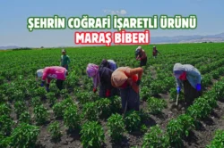 Kahramanmaraş’ta üreticiye ücretsiz biber fidesi desteği