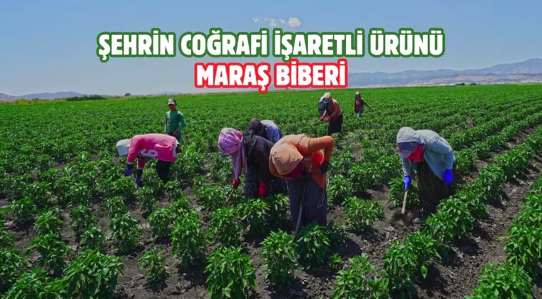 Kahramanmaraş’ta üreticiye ücretsiz biber fidesi desteği