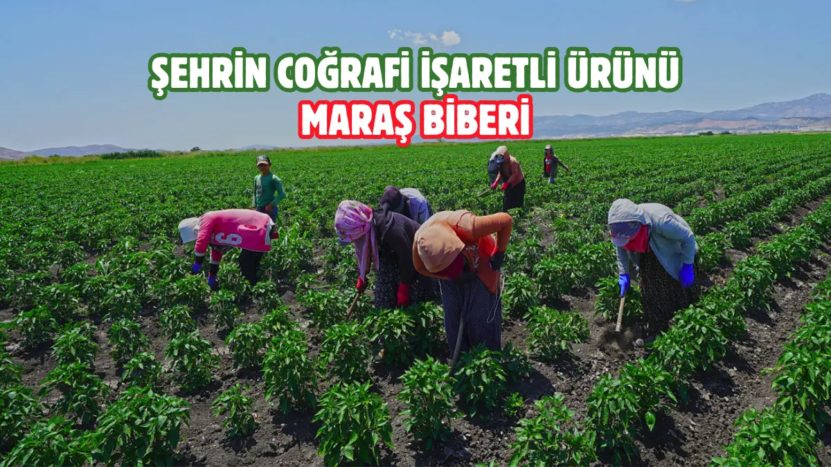 Kahramanmaraş’ın coğrafi işaretli ürünü olan Maraş Biberi’nin üretimini yaygınlaştırmak amacıyla
