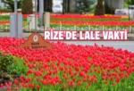 Rize’de 60 bin lale toprakla buluştu