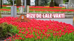 Rize’de 60 bin lale toprakla buluştu