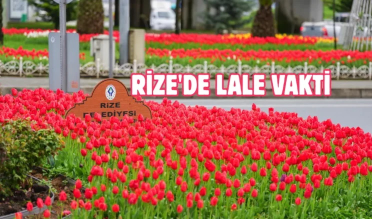 Rize’de 60 bin lale toprakla buluştu