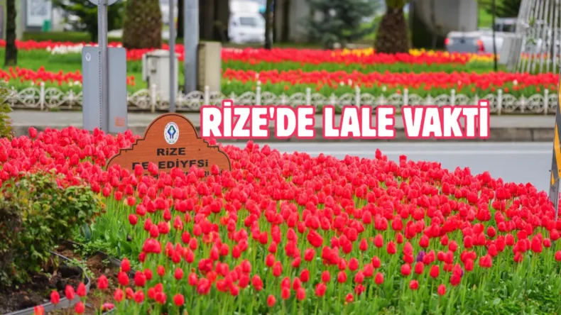 Rize’de 60 bin lale toprakla buluştu