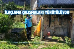 Trabzon’da kokarca böceğiyle mücadele çalışmaları başladı